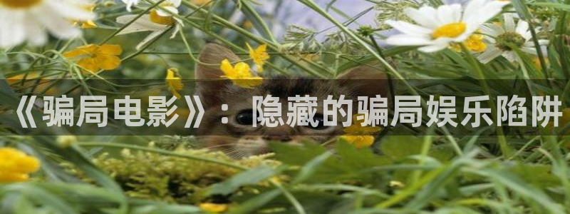涩漫天堂网站入口：《骗局电影》：隐藏的骗局娱乐陷阱