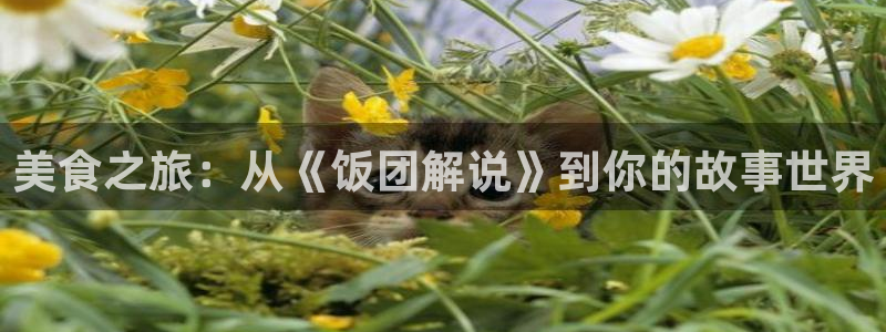 西瓜影院电影天堂：美食之旅：从《饭团解说》到你的故事世界