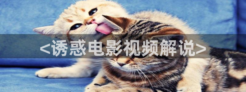 午夜天堂被窝电影网