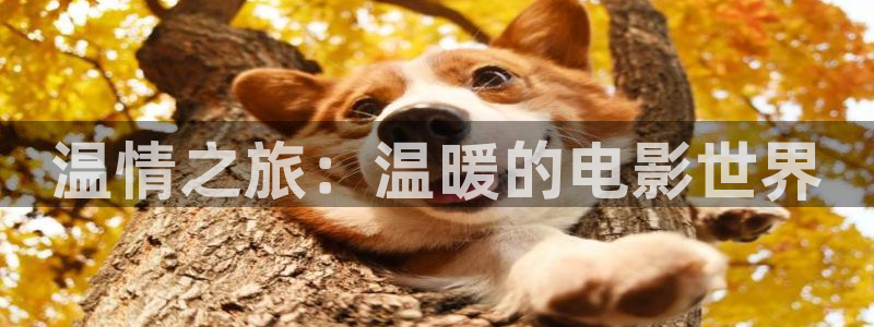 漫天堂在线观看：温情之旅：温暖的电影世界